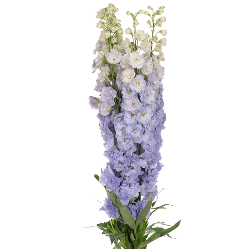 Дельфиниум Triton Lavender